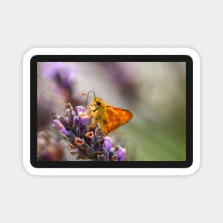 Orange woodland skipper butterfly Magnet