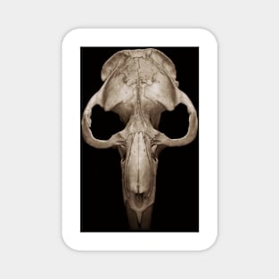 muskrat skull Magnet