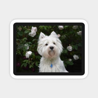 Westie in the floral garden Magnet