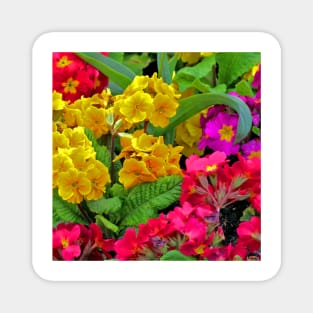 Primulas Magnet