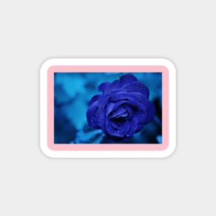 Blue rose Magnet