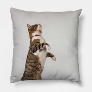 active cat playing Pillow