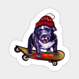 pit bull dog puppy skateboarding in a red beanie hat - cute funny blue line pittie with piercing blue eyes Magnet