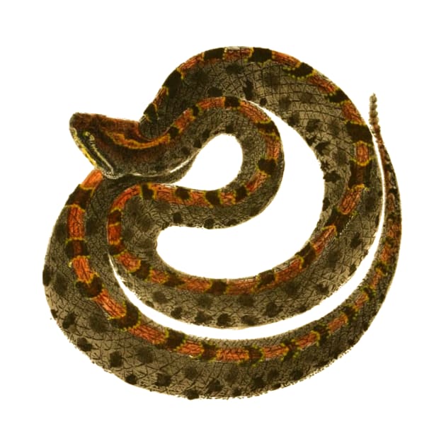 serpent,cobra,reptile,viper,venom,lizard,rattlesnake,king cobra by vabontchi
