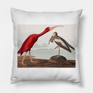 Bird of America  Bird, bird lover, america, beautiful  Public domain painting by John James Audubon Pillow