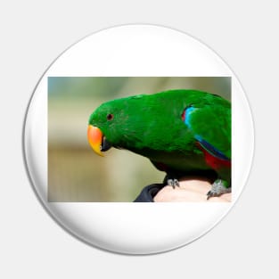 Eclectus Parrot - male Pin