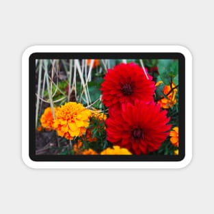 Red and yellow flowers shirts Magnet