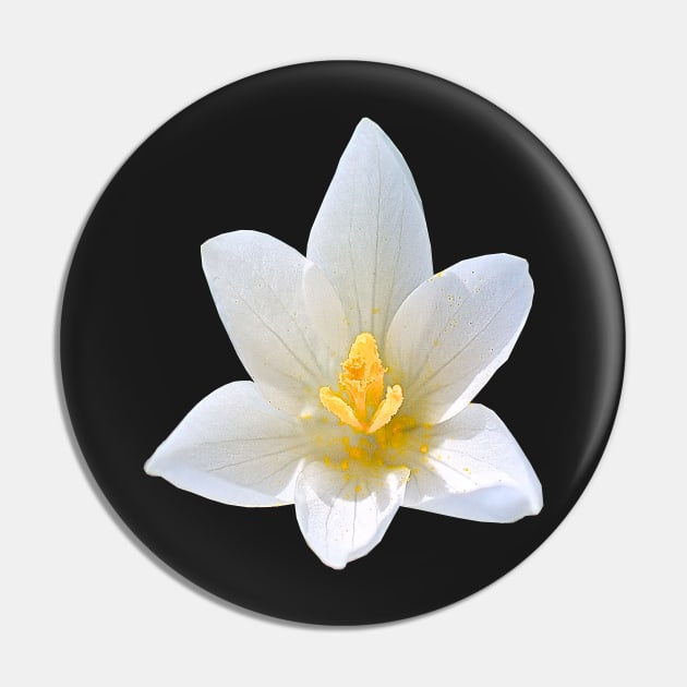 White Crocus Close Up No Background Pin by DesignMore21