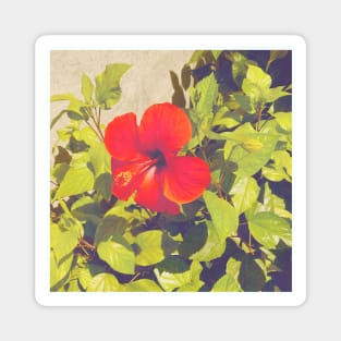 Pretty Red Flower with green leaves nature lovers beautiful photography design Magnet