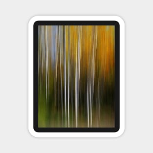 Autumn Aspens Magnet