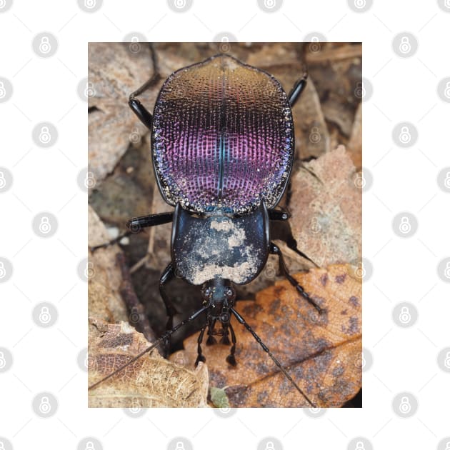 Iridescent ground beetle, possibly Scaphinotus sp. by SDym Photography