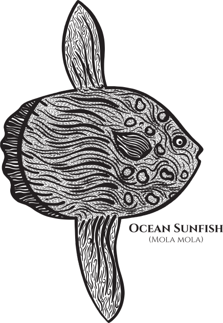 Ocean Sunfish with Common and Latin Names - hand drawn design Kids T-Shirt by Green Paladin