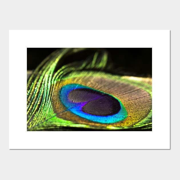Peacock Feather Peacock Feather Posters And Art Prints Teepublic Uk