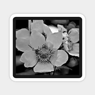 Glacier National Park Wild Flowers, black and white2 Magnet