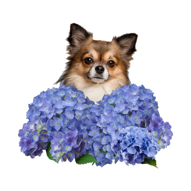 Chihuahua between blue hydrangea Flowers by Move-Art