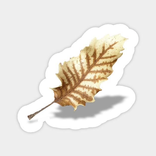 Brown Fall Leaf on White Background Magnet by sigdesign