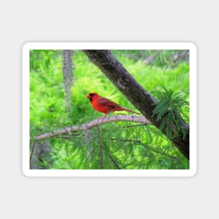 Red Bird Magnet