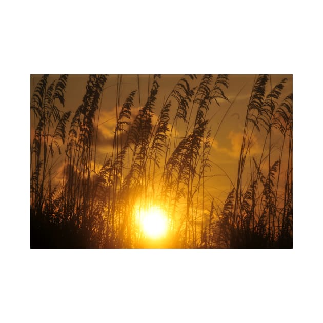 Sea Oats sunset by dltphoto