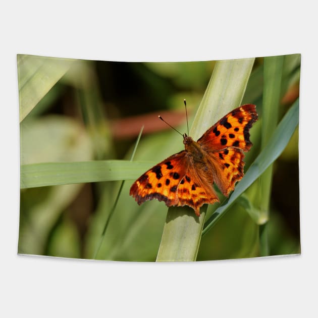 Satyr Comma Butterfly on a Blade of Grass Tapestry by walkswithnature