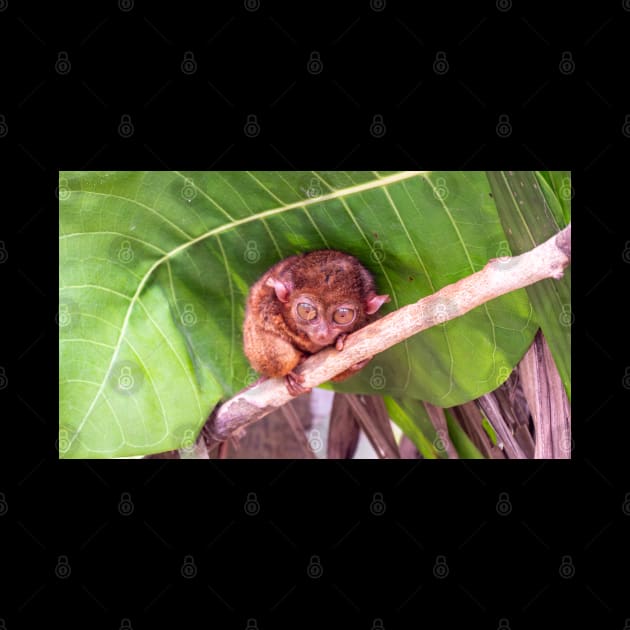 Tarsier, Bohol, Philippines by Upbeat Traveler