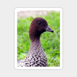 Australian Wood Duck Magnet