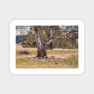 Dozing sheep and River Red Gum, Myrtle Creek, Victoria Magnet