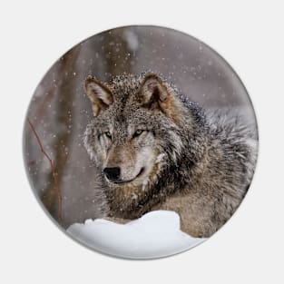 Timberwolf in Winter Pin