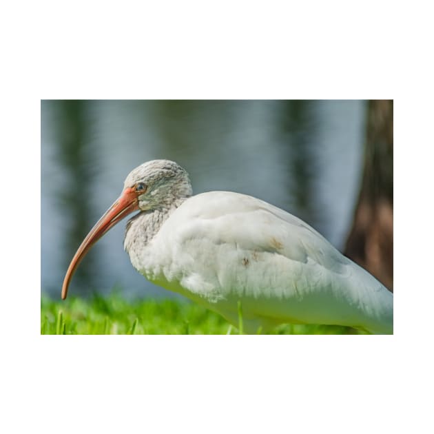 Gatorland Ibis by KensLensDesigns