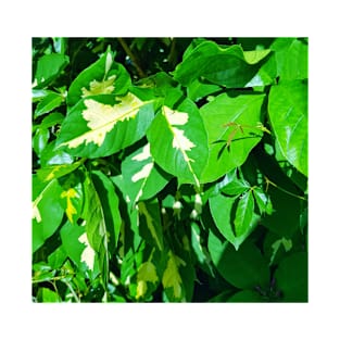 Green and yellow leaves T-Shirt