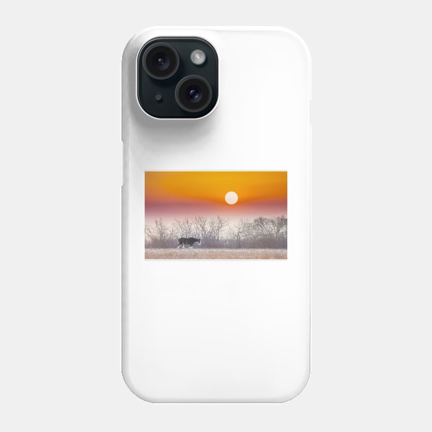 Clydesdale Horse at Sunset Phone Case by Jim Cumming