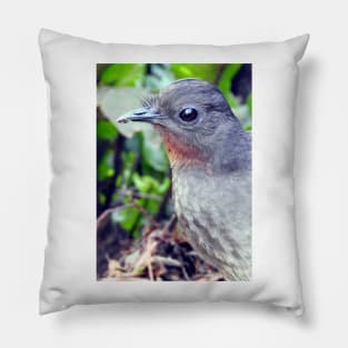 Echo the Lyrebird Pillow