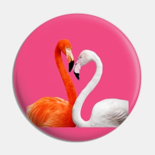 Flamingos Birds Plumage Feathers Beak Colorful Pin