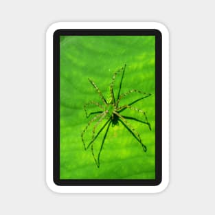 Spider Macro Magnet