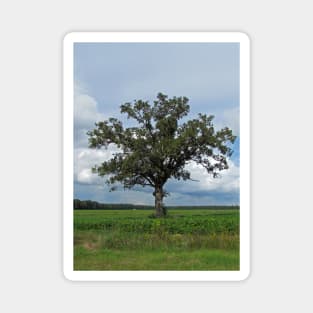 Single Tree In The Wide Open Fields Magnet