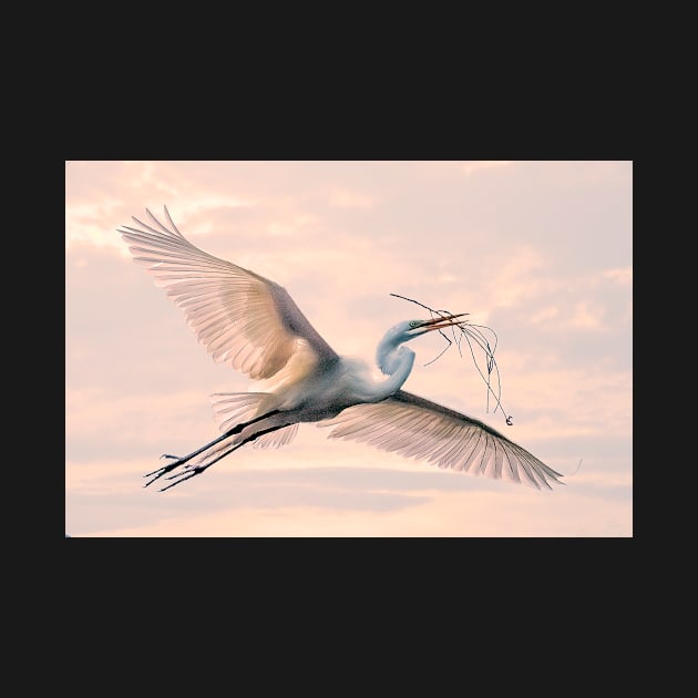 Egret with nesting material by Tarrby