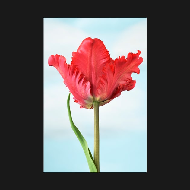 Tulipa  &#39;Garden Fire&#39;   Parrot Tulip by chrisburrows