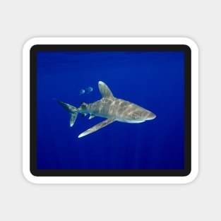 An Oceanic White Tip Shark Cruising in the Deep Blue Magnet