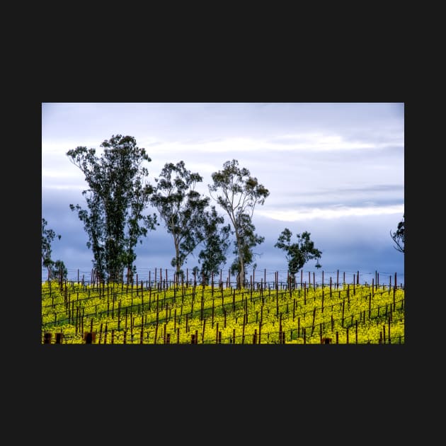 Lush Vineyards by randymir