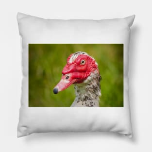 Muscovy Duck - 2011 Pillow