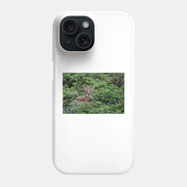 Fawn - White-tailed Deer Phone Case by Jim Cumming