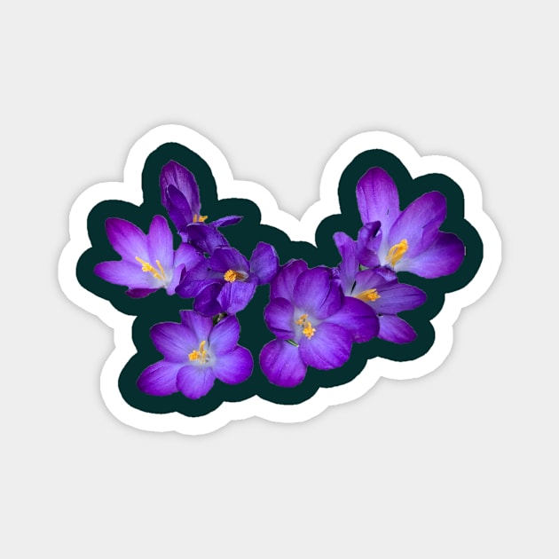 Garland of Purple Crocuses Magnet by Amanda1775