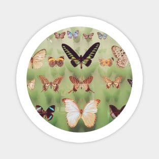 Butterflies Magnet