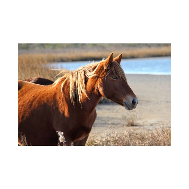 Assateague Beach Ponies - Series - 05 by searchlight