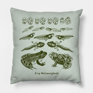 Frog Metamorphosis, From Tadpole to Frog Pillow