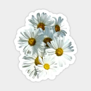 Daisies in Sunshine Magnet