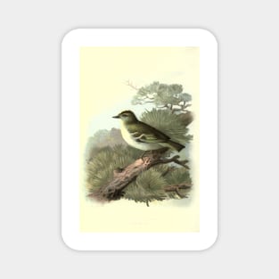Golden Crested Wren Magnet