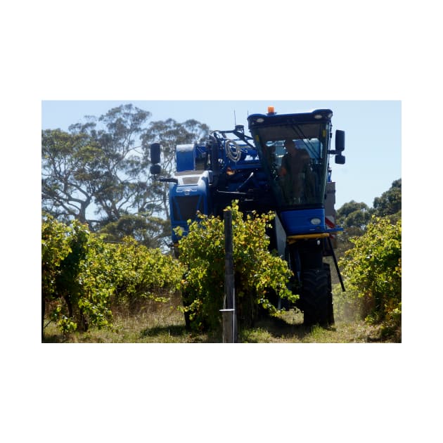 Grape Harvester at Magpie Springs by Avril Thomas by MagpieSprings