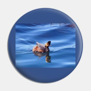 Wild birds, wildlife, nature, Spectacular Grebe, grebes Pin