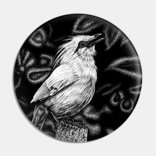 Bali starling illustration Pin