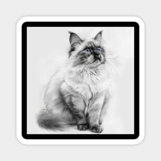 Silent Eloquence: The Regal Ragdoll Magnet